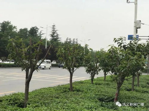 還去外地賞花 明年,鞏義市區(qū)這兩條路將花開(kāi)成海