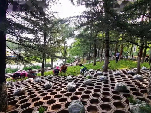 生態(tài) 一盤(pán)棋 丨增綠添景 區(qū)園林服務(wù)中心多措并舉打造綠化美化新容顏